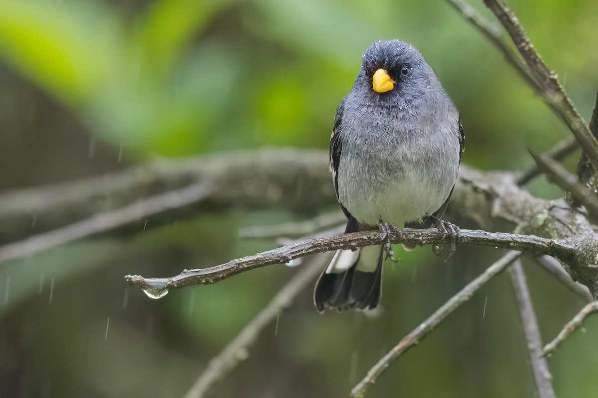 Band-tailed Seedeater - ML621565805