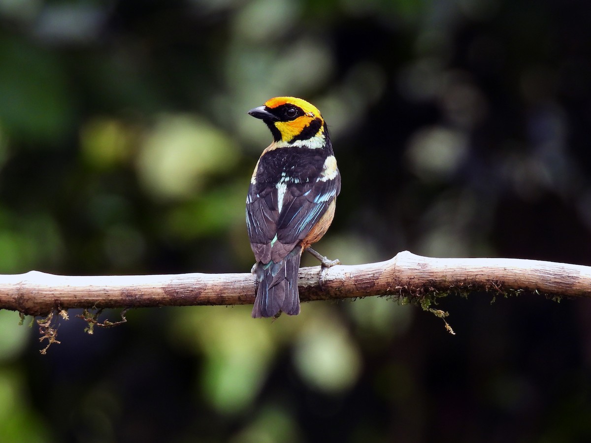 Flame-faced Tanager - ML621565807