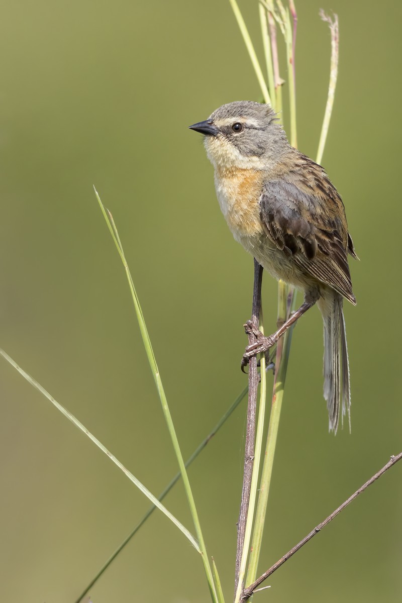Long-tailed Reed Finch - ML621565815