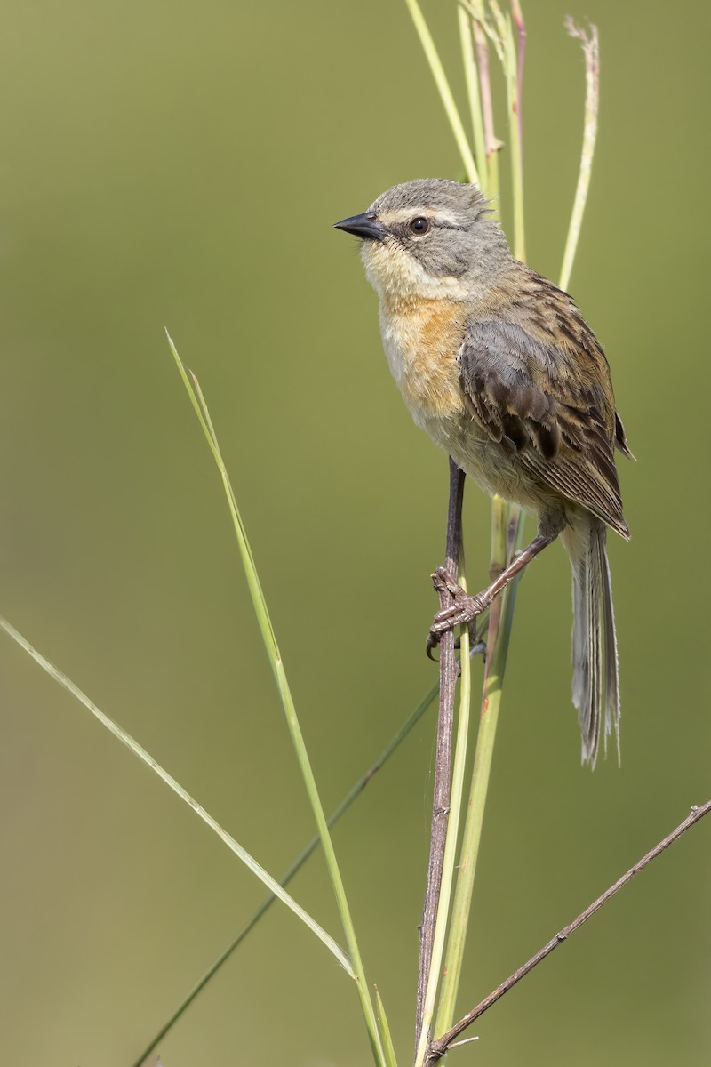 Long-tailed Reed Finch - ML621565815
