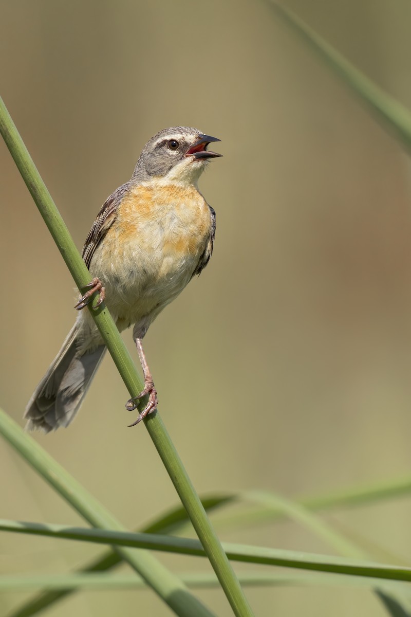 Long-tailed Reed Finch - Dubi Shapiro