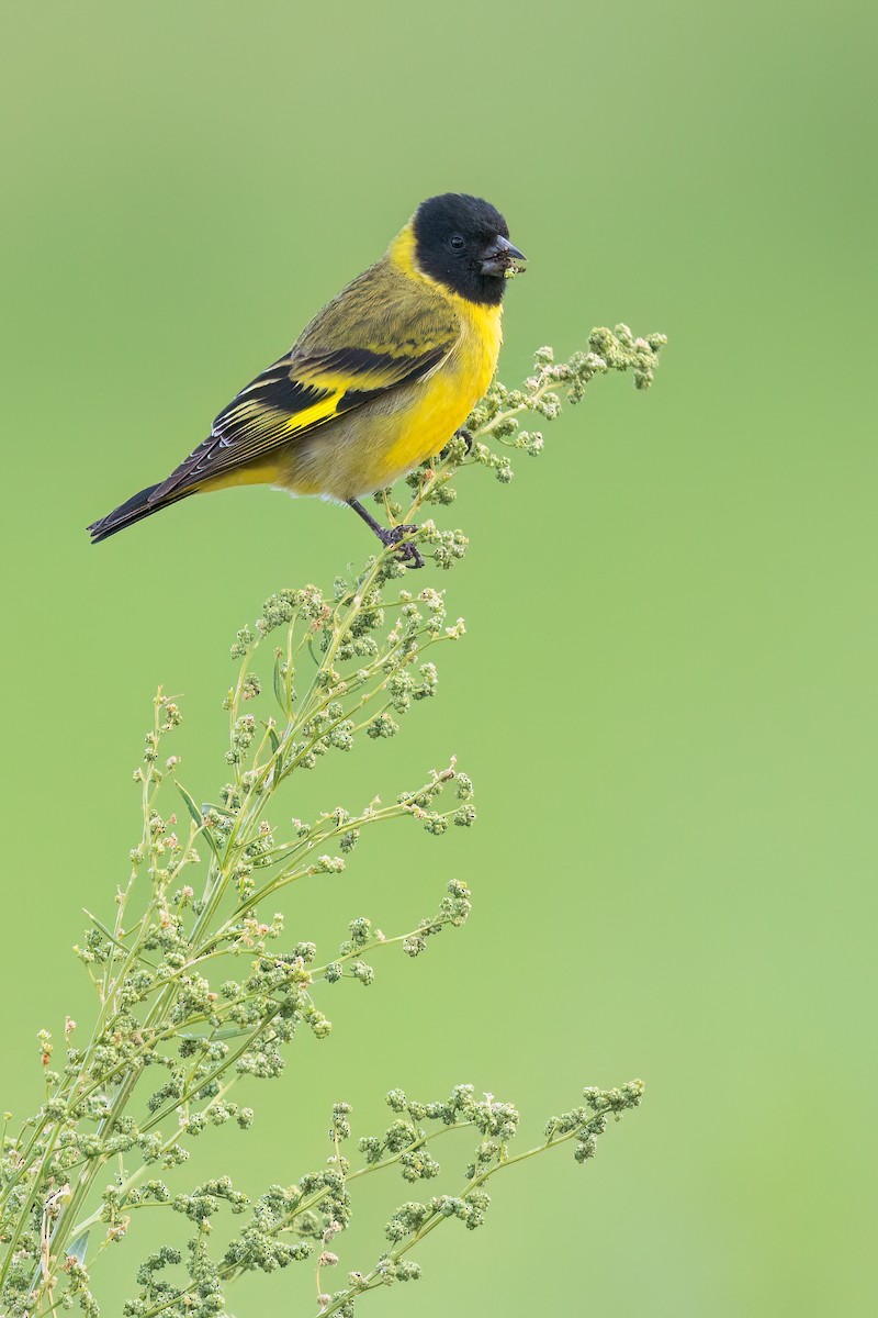 Hooded Siskin - ML621565828