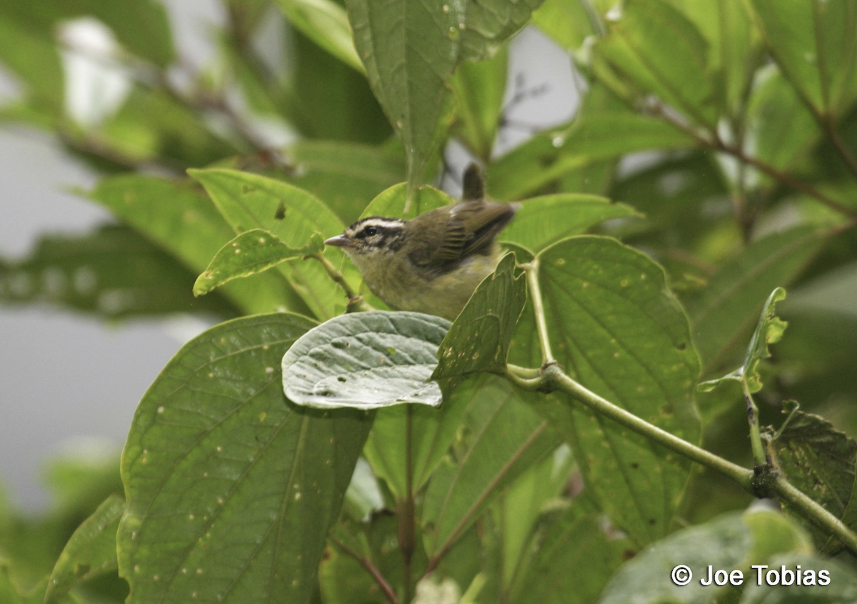 Three-striped Warbler (Three-striped) - ML621565855