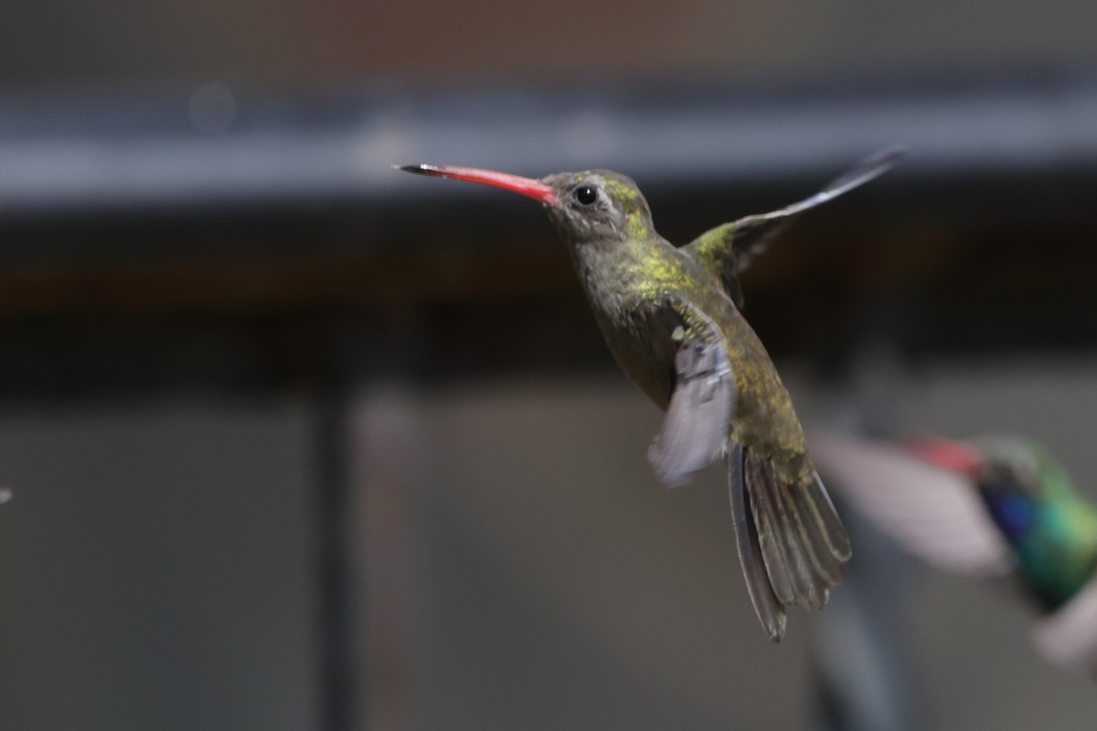 kolibřík temnobřichý - ML621565874