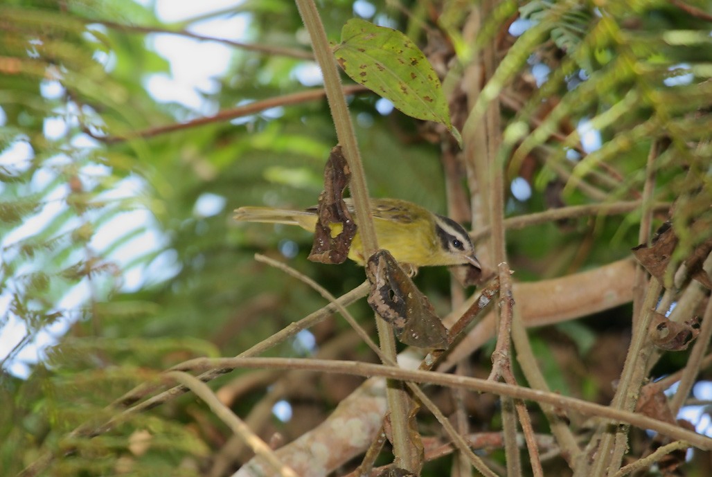 Three-striped Warbler - ML621565878