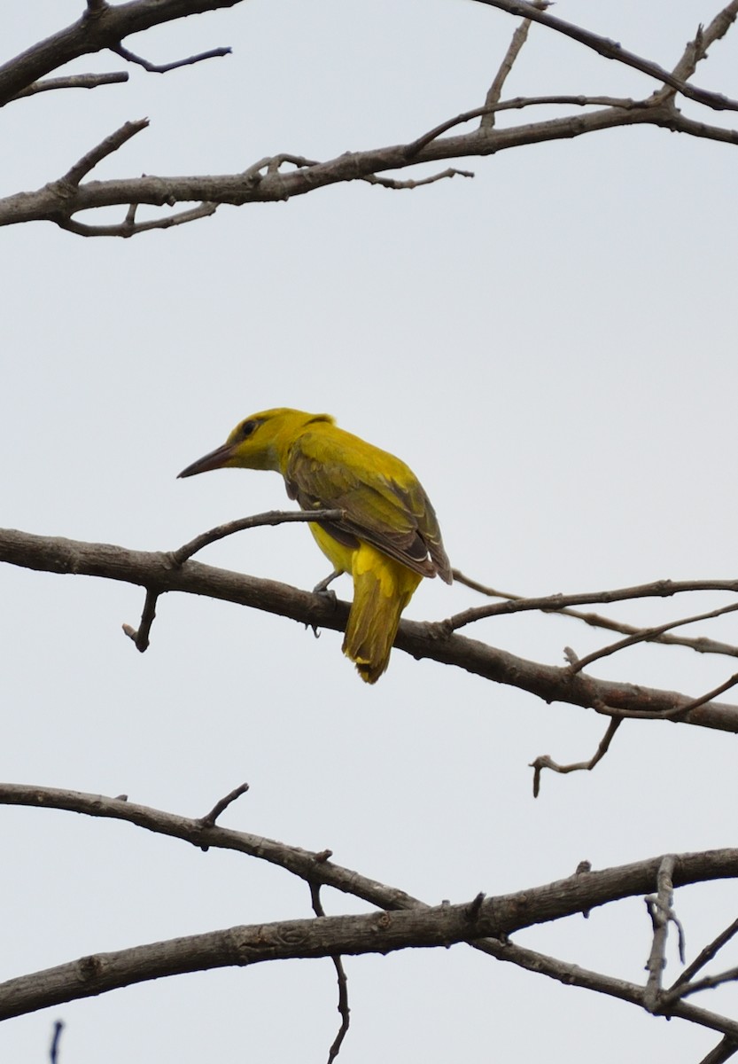 Indian Golden Oriole - ML621565905