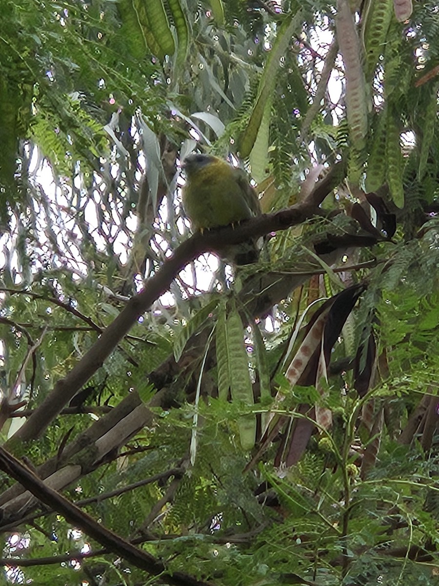 Yellow-footed Green-Pigeon - ML621565906