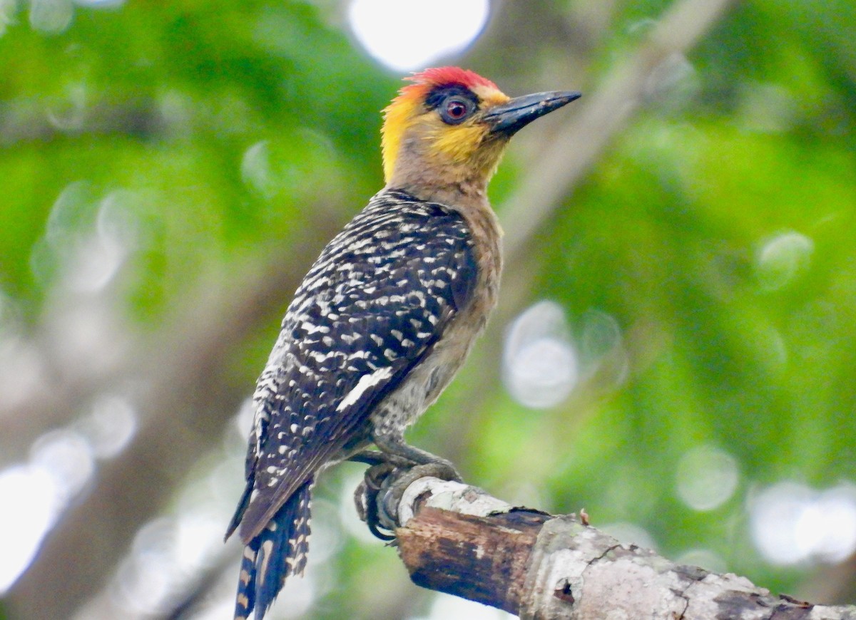 Golden-cheeked Woodpecker - ML621565914