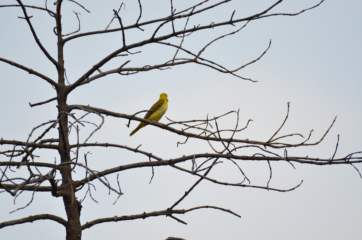 Indian Golden Oriole - ML621565916