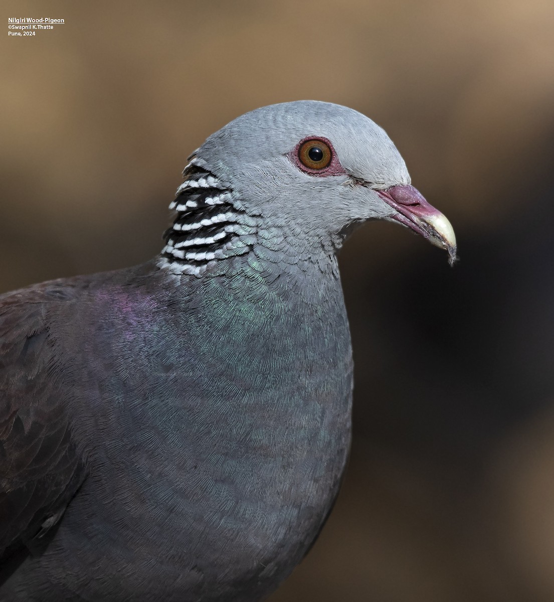 Nilgiri Wood-Pigeon - ML621565917