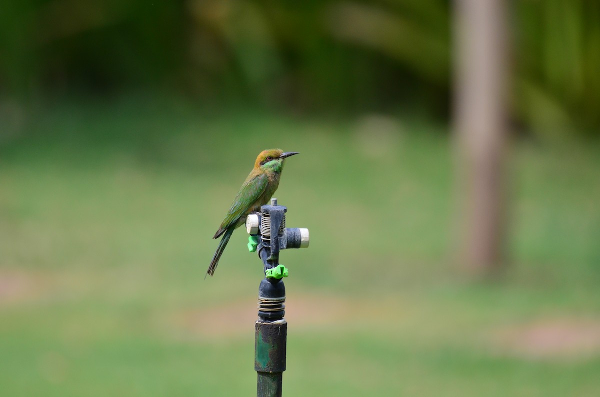 Asian Green Bee-eater - ML621565927