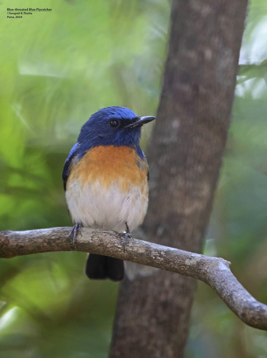 Blue-throated Flycatcher - ML621565944