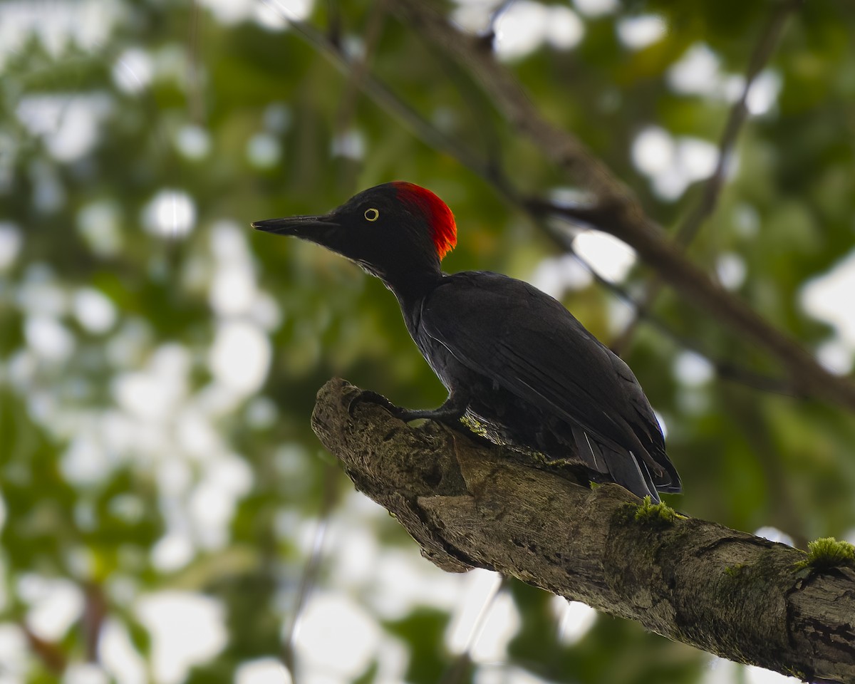 Andaman Woodpecker - ML621565957