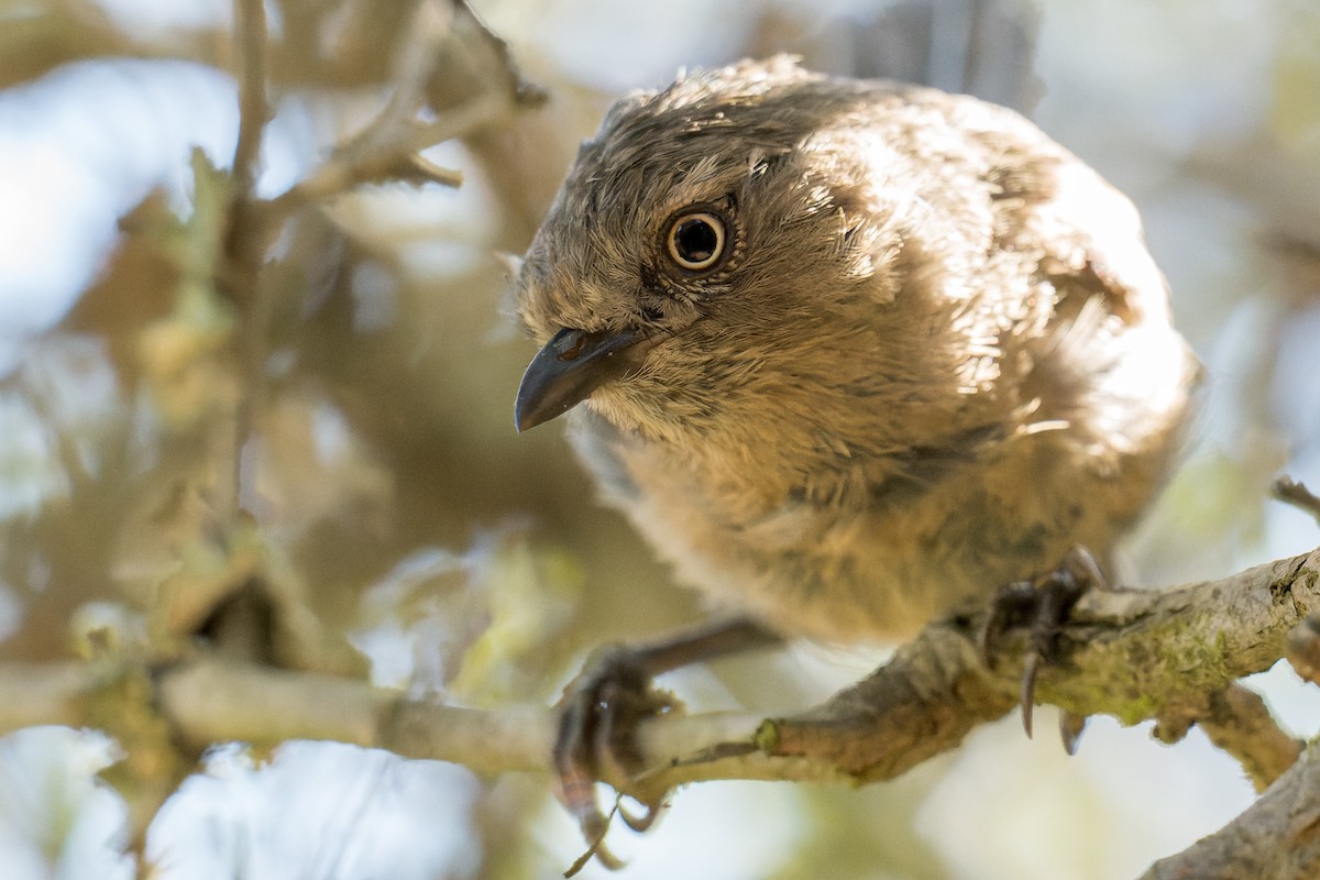 Wrentit - Ruslan Balagansky
