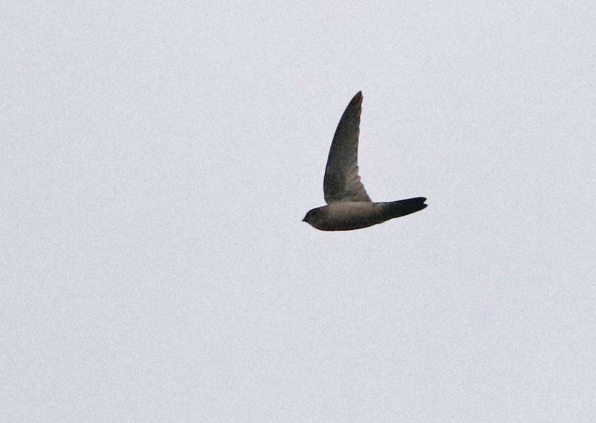 Tenggara Swiftlet - Don Roberson