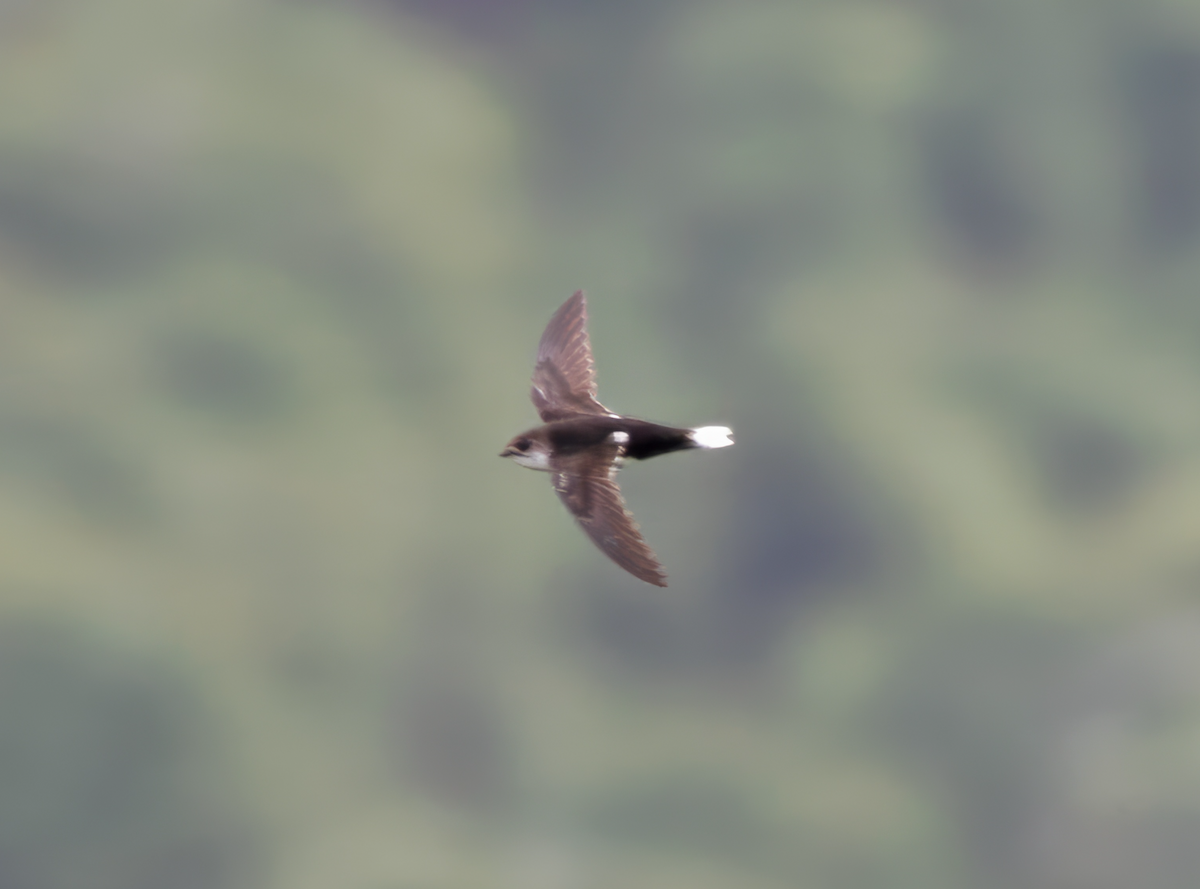 White-tipped Swift - ML621566034