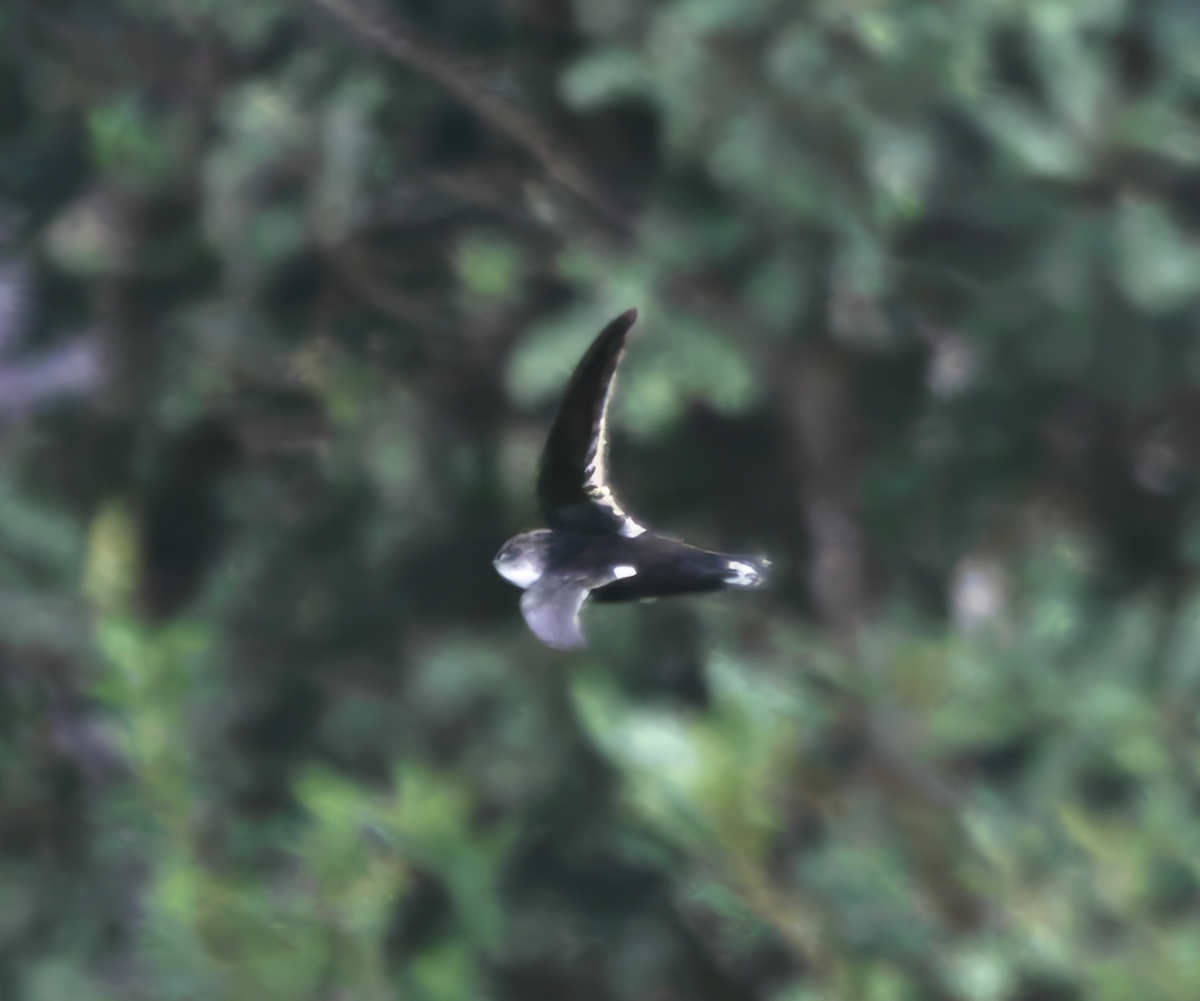 White-tipped Swift - ML621566035