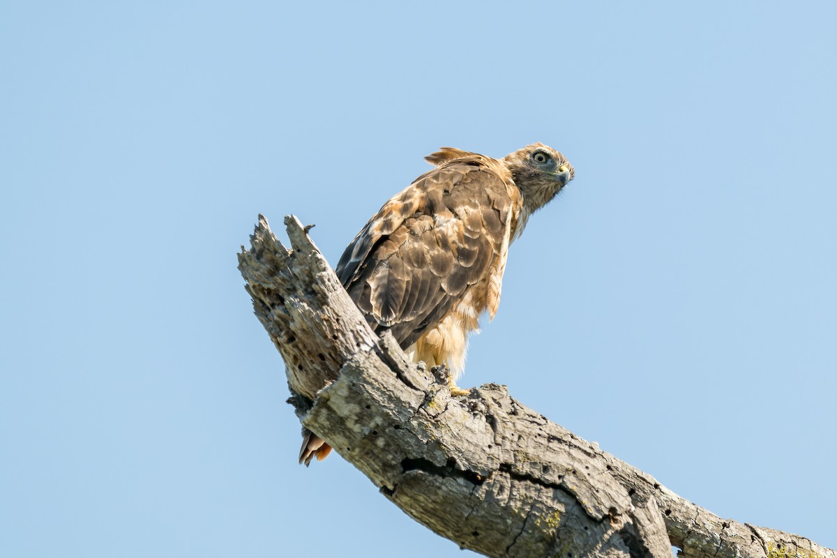 Red-tailed Hawk - ML621566061
