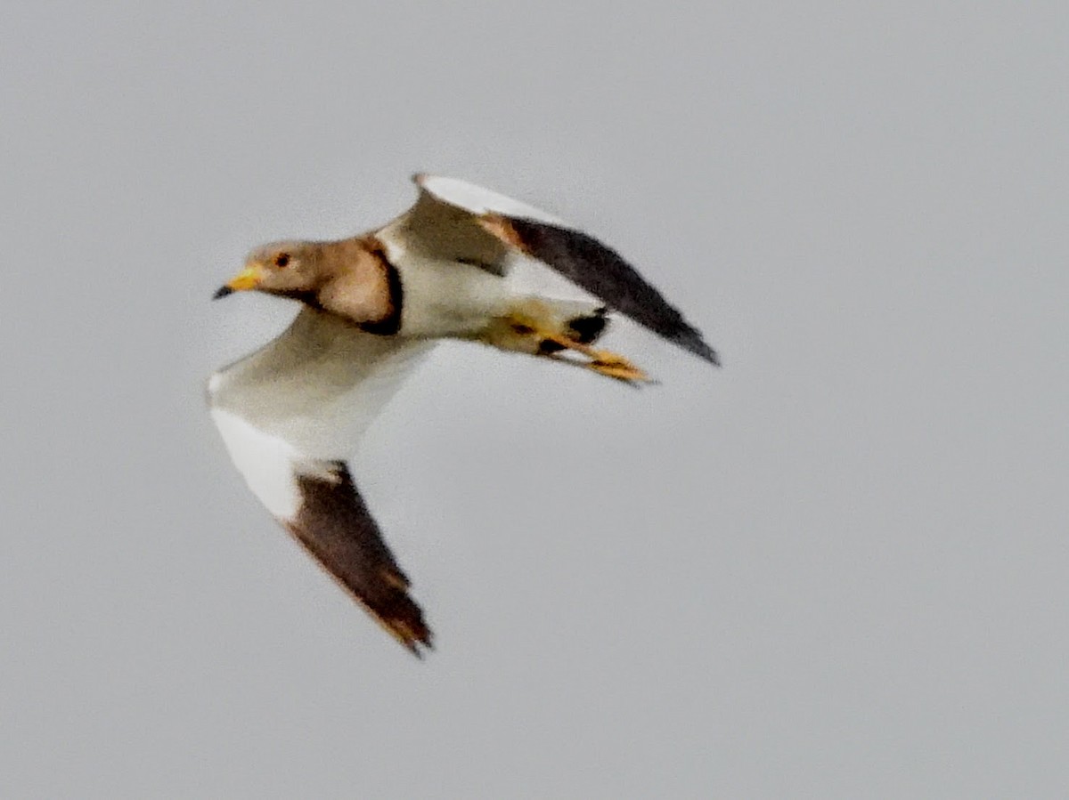 Gray-headed Lapwing - ML621566069