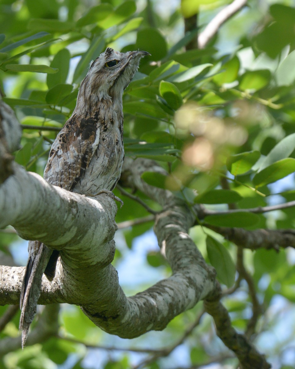 Northern Potoo - ML621566203