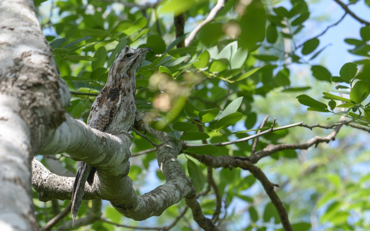 Northern Potoo - ML621566206