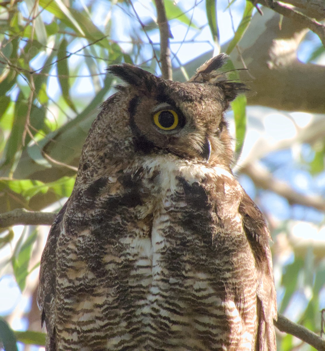 Great Horned Owl - ML621566218