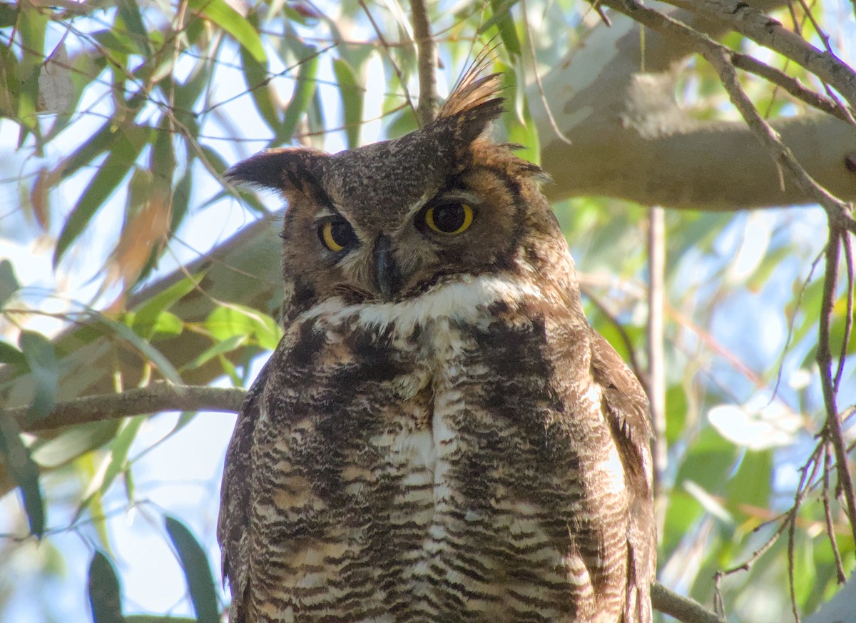 Great Horned Owl - ML621566219