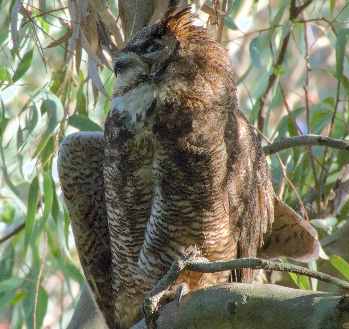 Great Horned Owl - ML621566220
