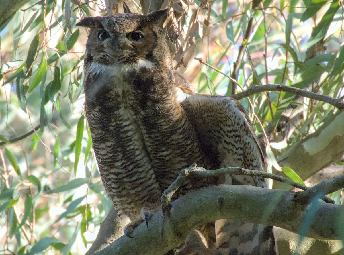 Great Horned Owl - ML621566221