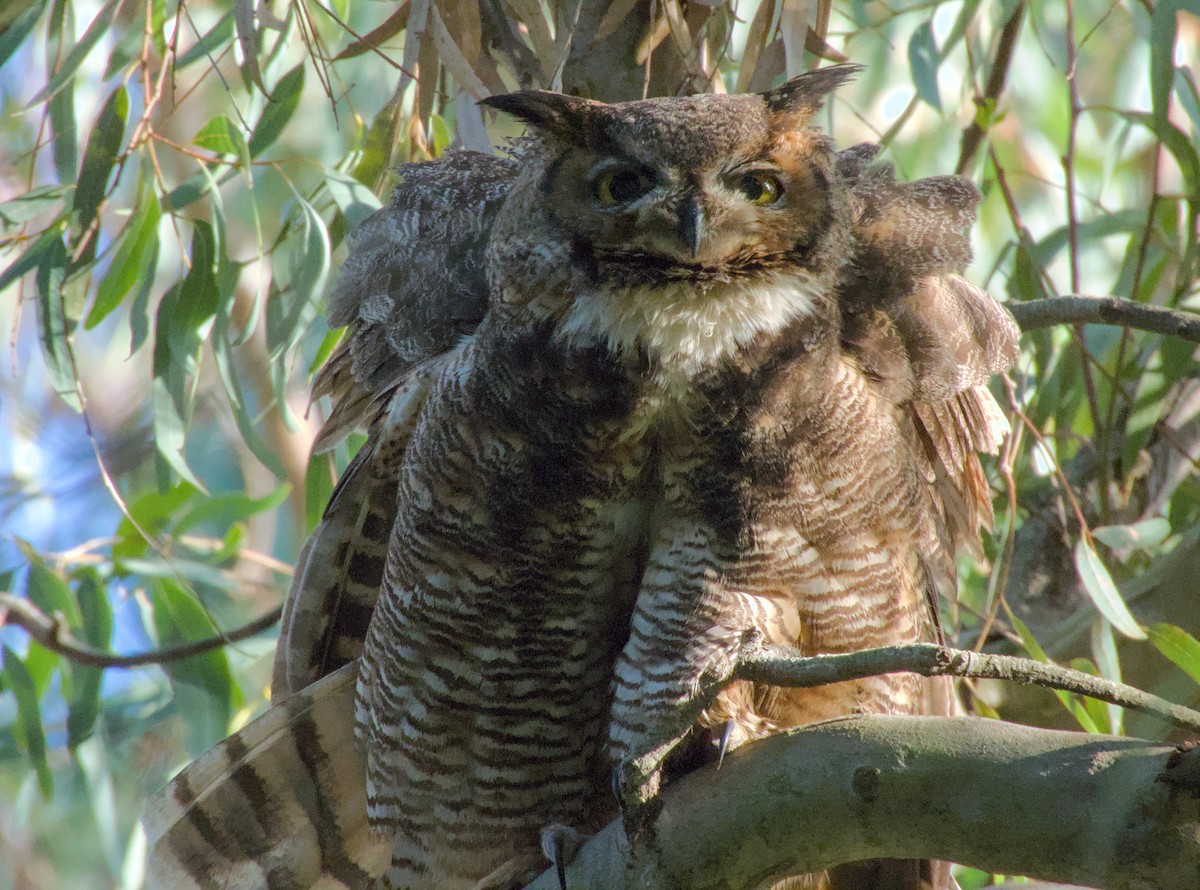Great Horned Owl - ML621566222