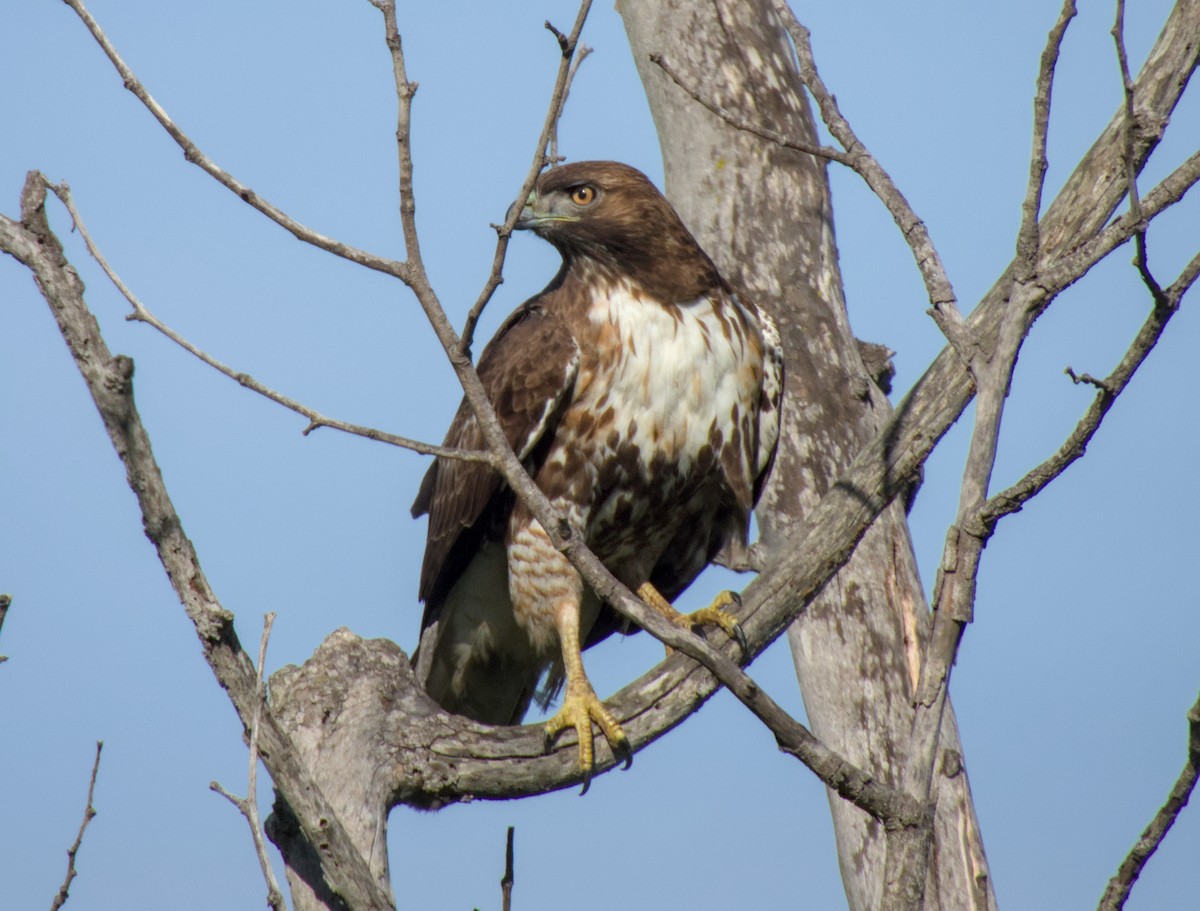Red-tailed Hawk - ML621566229