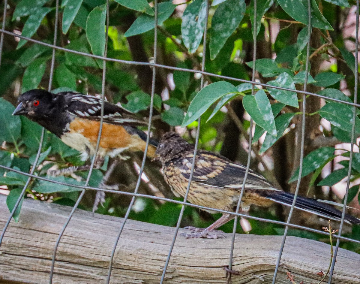 Spotted Towhee - ML621566260