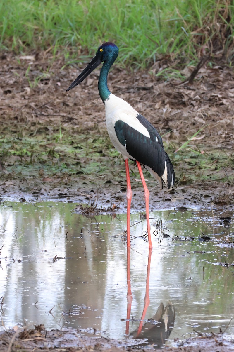 Black-necked Stork - ML621566287