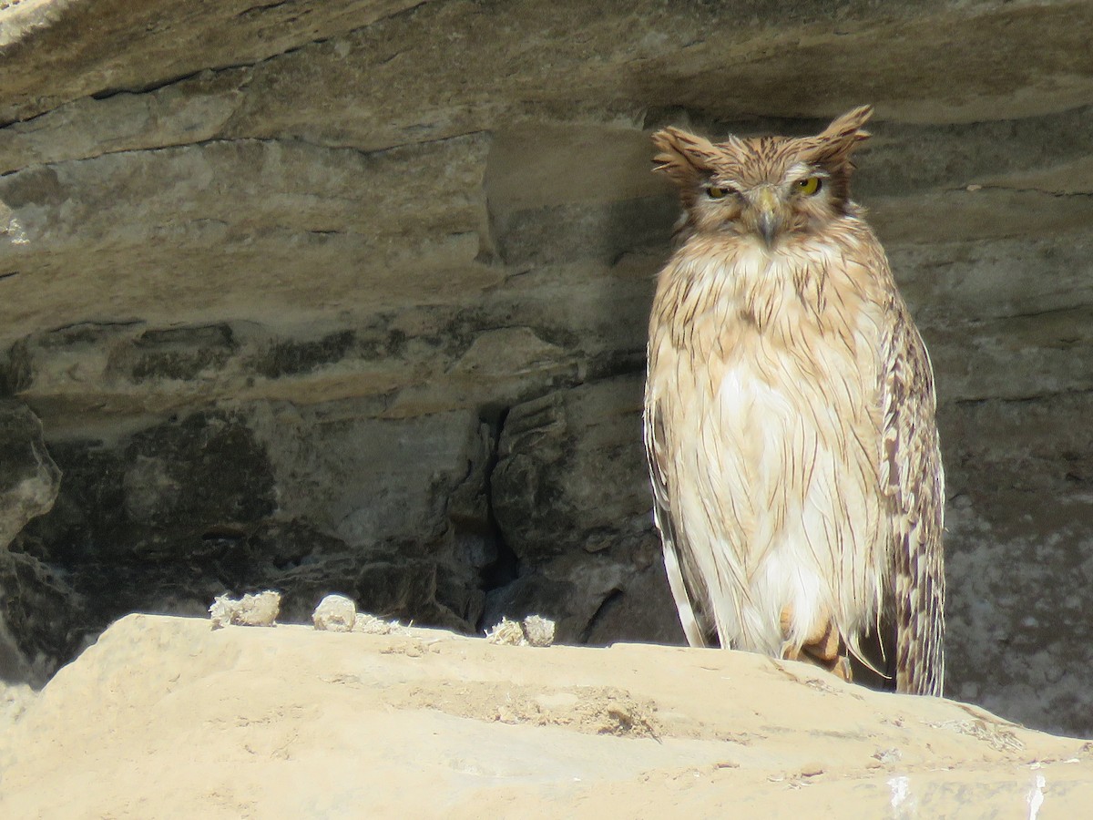 Brown Fish-Owl - ML621566297