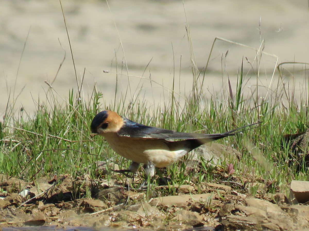 Red-rumped Swallow - ML621566308