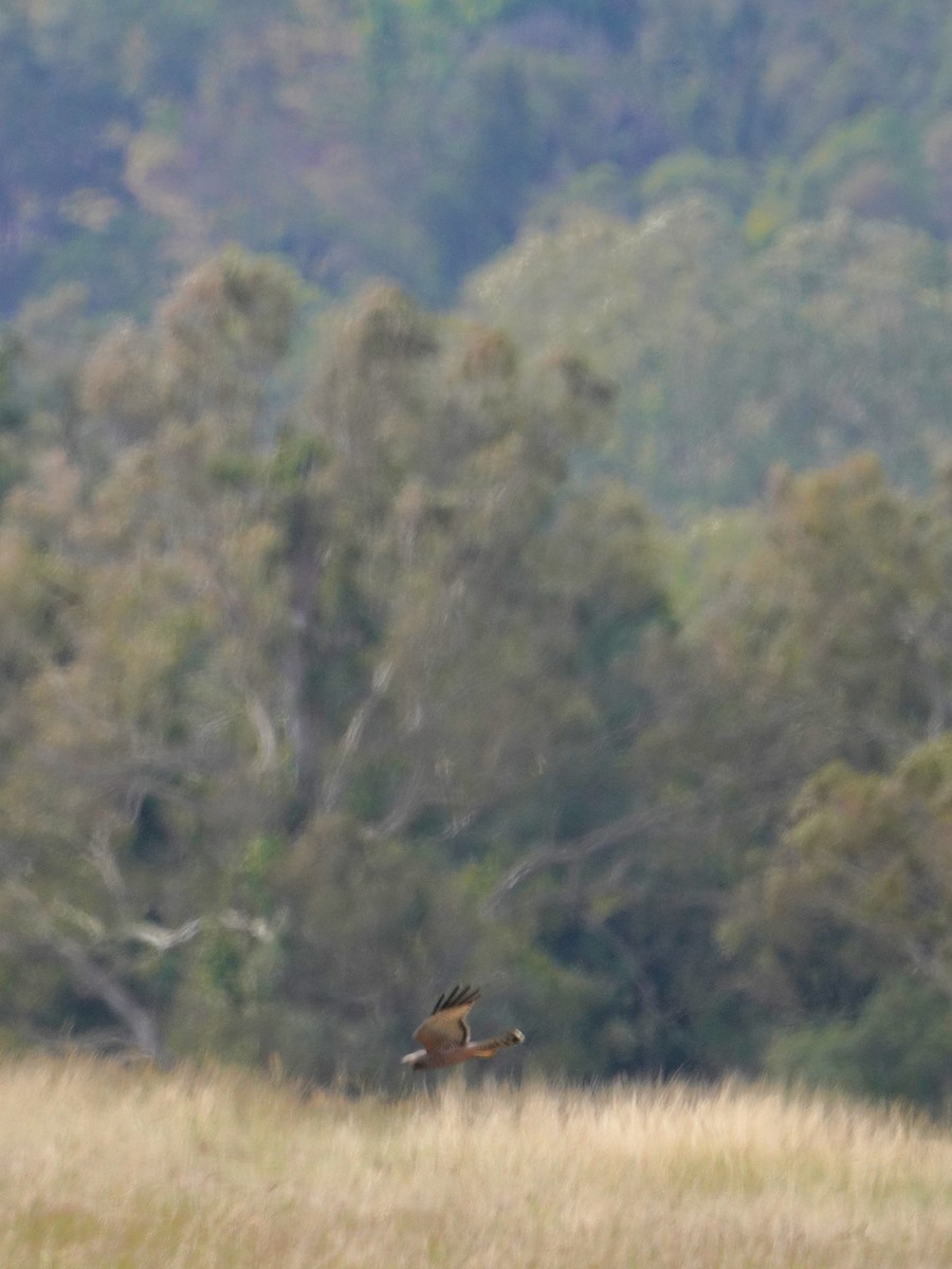 Spotted Harrier - ML621566312