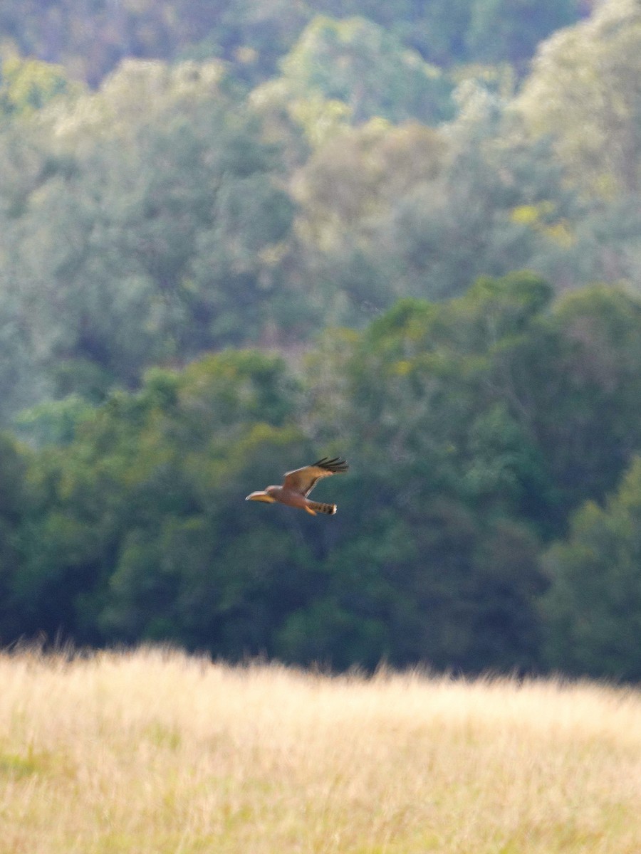 Spotted Harrier - ML621566313