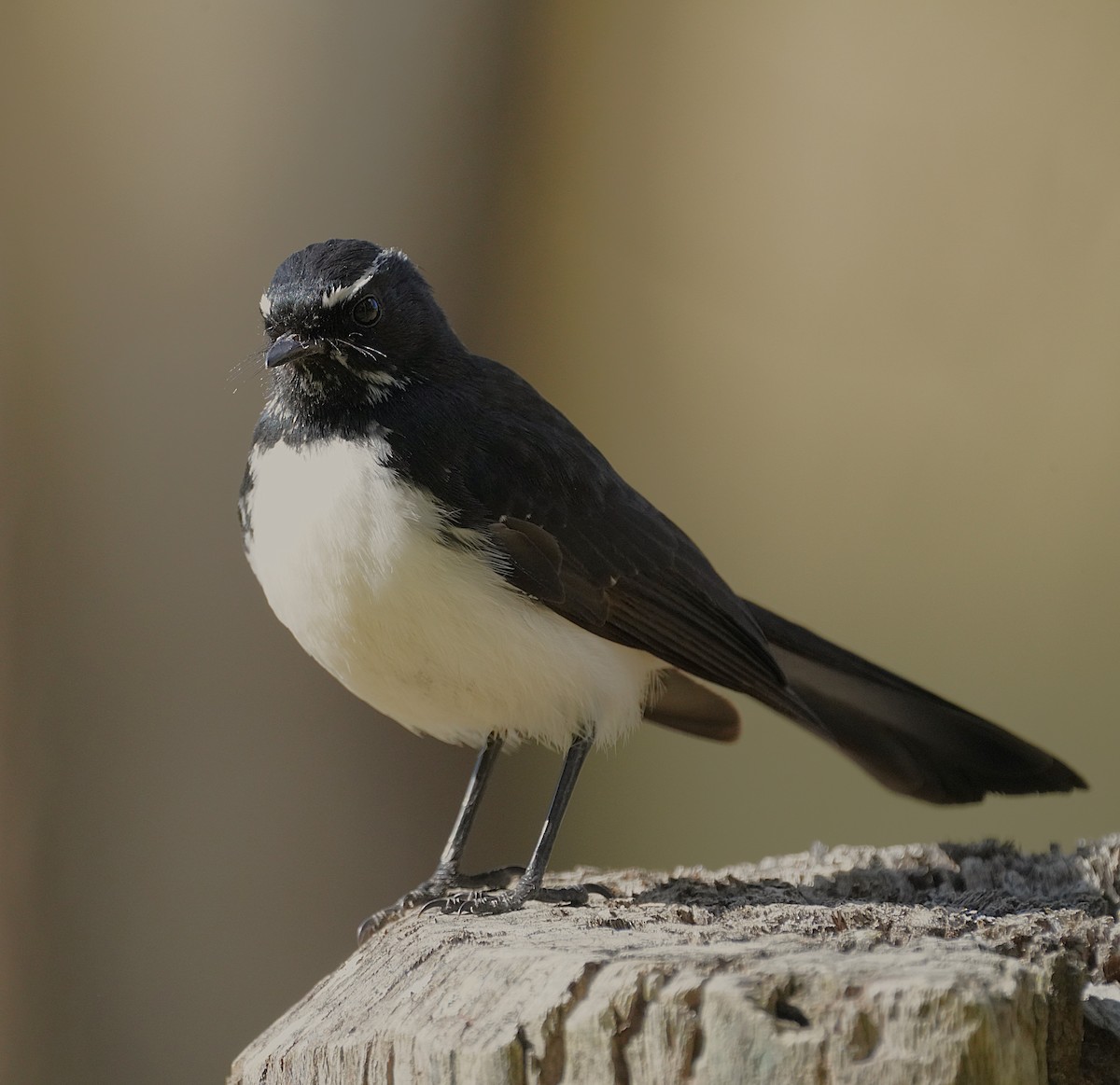 Willie-wagtail - ML621566344