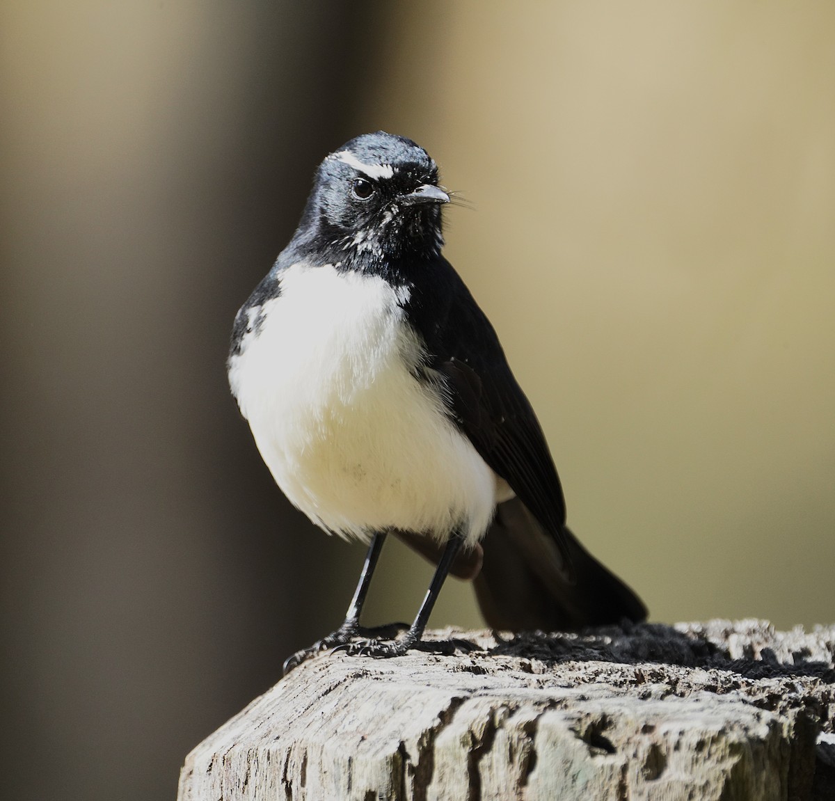 Willie-wagtail - ML621566345