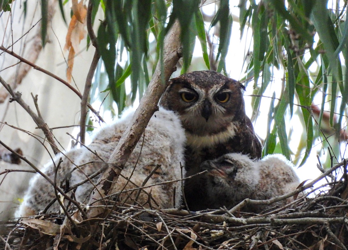 Great Horned Owl - ML621566371