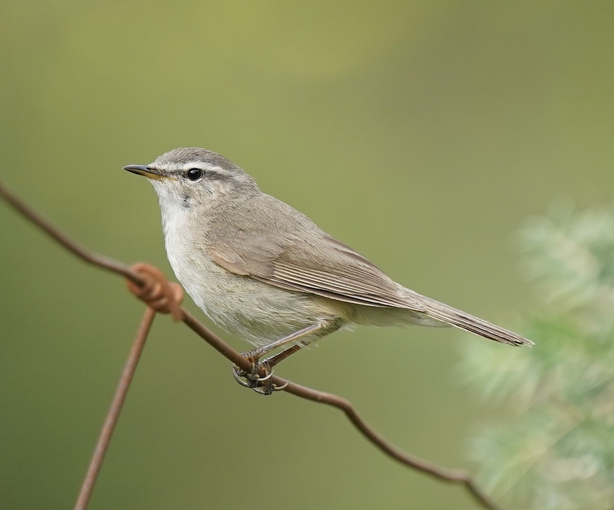 Smoky Warbler - Bao ge