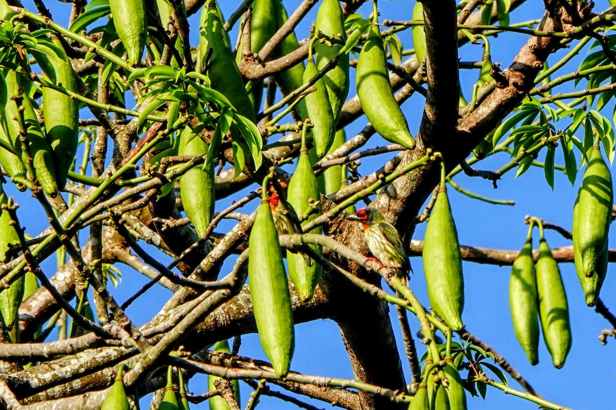 Coppersmith Barbet - ML621566430