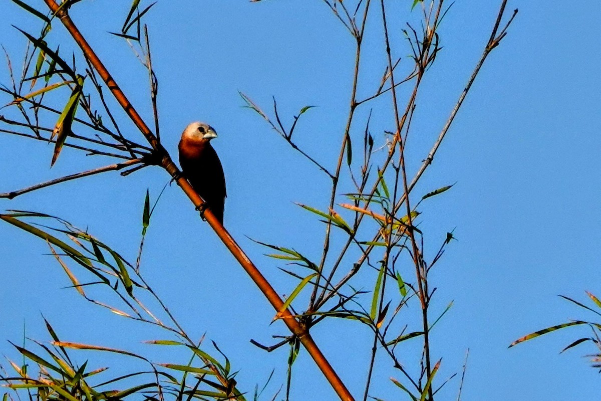 White-headed Munia - ML621566441