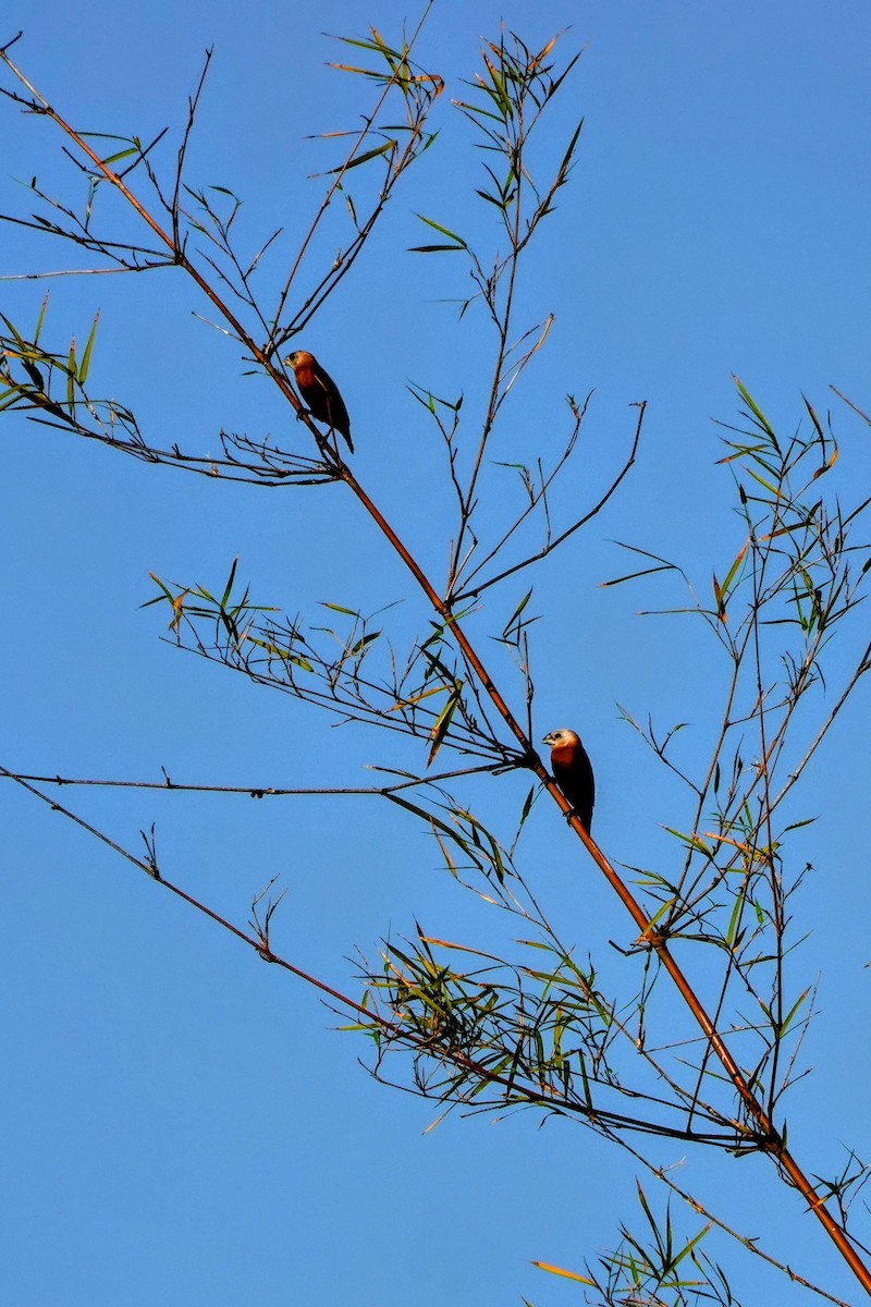 White-headed Munia - ML621566442