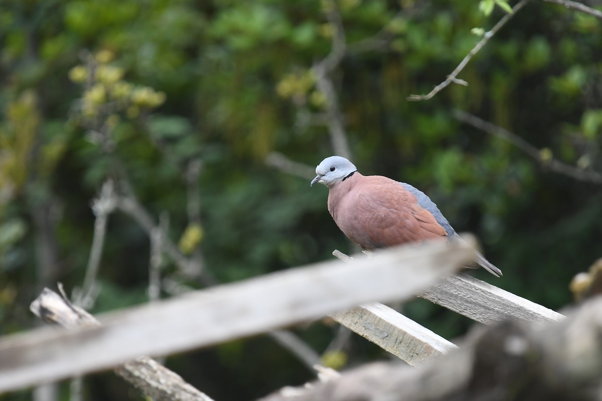 Red Collared-Dove - ML621566478