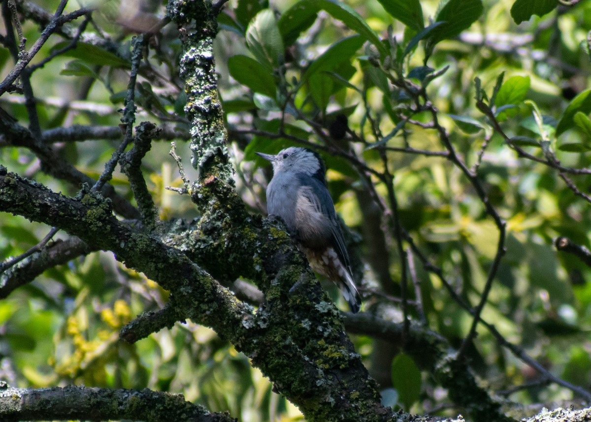 White-breasted Nuthatch (Interior West) - ML621566515