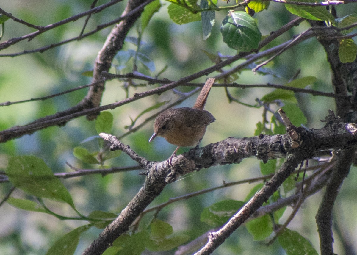 House Wren (Brown-throated) - Miguel Mota