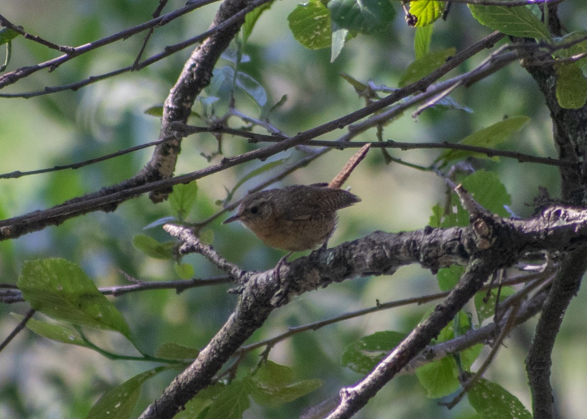 House Wren (Brown-throated) - Miguel Mota