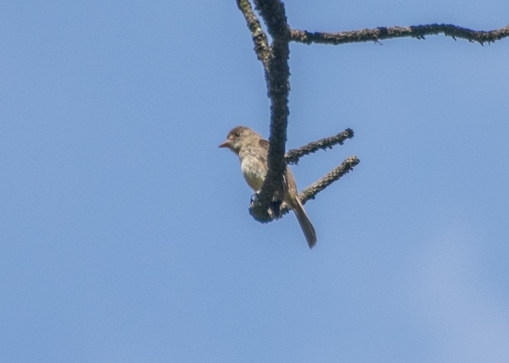 White-throated Flycatcher - ML621566520