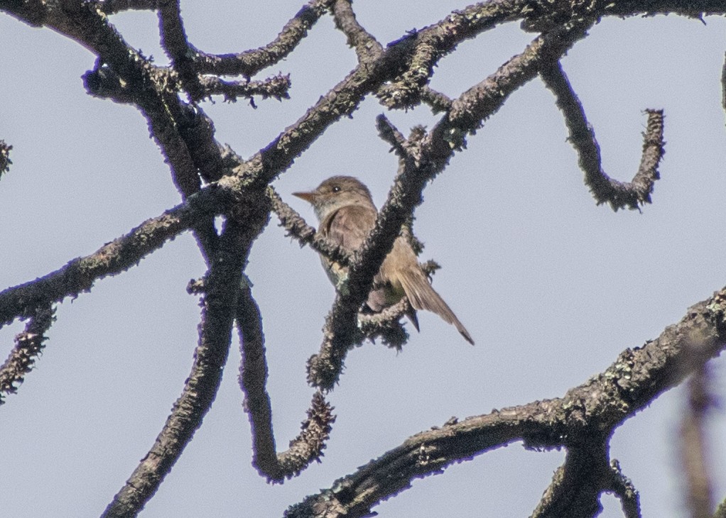 White-throated Flycatcher - ML621566521